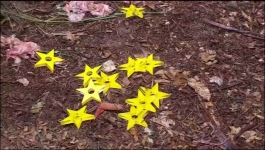 Im a Celebrity Get Me Out of Here - Season 25 Episode 07